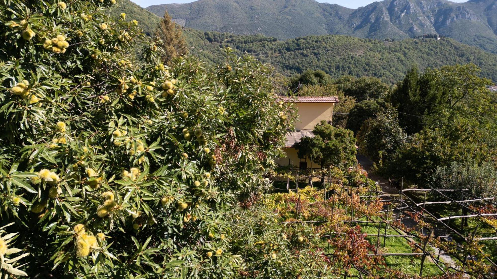 Casa Giordano Vila Tramonti Exterior foto